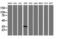 Kinesin Family Member 25 antibody, M14608, Boster Biological Technology, Western Blot image 