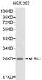 Killer Cell Lectin Like Receptor C1 antibody, LS-C192495, Lifespan Biosciences, Western Blot image 
