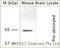 Potassium Voltage-Gated Channel Subfamily J Member 12 antibody, LS-C94245, Lifespan Biosciences, Western Blot image 