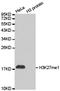 Histone Cluster 3 H3 antibody, orb191872, Biorbyt, Western Blot image 