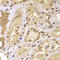 PHD Finger Protein 21B antibody, A16476, Boster Biological Technology, Immunohistochemistry frozen image 