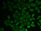 ES1 protein homolog, mitochondrial antibody, 22-215, ProSci, Immunofluorescence image 