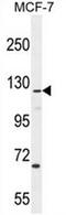 CASK Interacting Protein 2 antibody, AP50731PU-N, Origene, Western Blot image 