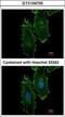 RAS guanyl-releasing protein 4 antibody, GTX104705, GeneTex, Immunocytochemistry image 