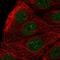 Zinc finger protein ZFAT antibody, HPA063592, Atlas Antibodies, Immunocytochemistry image 