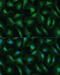 DEAD-Box Helicase 3 Y-Linked antibody, 14-107, ProSci, Immunofluorescence image 