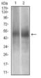 PTPN1 antibody, NBP2-52543, Novus Biologicals, Western Blot image 