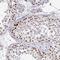 Paired amphipathic helix protein Sin3a antibody, NBP2-38949, Novus Biologicals, Immunohistochemistry frozen image 