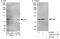 X-Ray Repair Cross Complementing 5 antibody, A302-627A, Bethyl Labs, Western Blot image 