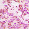Histone H3 antibody, LS-C356098, Lifespan Biosciences, Immunohistochemistry frozen image 