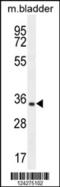 Chromosome 15 Open Reading Frame 41 antibody, 55-353, ProSci, Western Blot image 