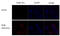 Influenza virus antibody, GTX128543, GeneTex, Immunofluorescence image 