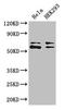 Coenzyme A Synthase antibody, orb46335, Biorbyt, Western Blot image 