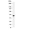 SPARC antibody, R30662, NSJ Bioreagents, Western Blot image 