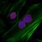 lamin A antibody, A303-430A, Bethyl Labs, Immunofluorescence image 