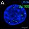 DNA Polymerase Delta Interacting Protein 2 antibody, orb125117, Biorbyt, Immunofluorescence image 