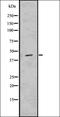 C-C Motif Chemokine Receptor 2 antibody, orb336595, Biorbyt, Western Blot image 