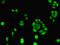 ELAV Like RNA Binding Protein 2 antibody, LS-B12290, Lifespan Biosciences, Immunofluorescence image 