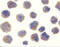 Beta-Secretase 1 antibody, 2253, ProSci Inc, Immunocytochemistry image 