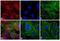 Rat IgG Isotype Control antibody, A18750, Invitrogen Antibodies, Immunofluorescence image 