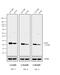 Mouse IgG antibody, 31330, Invitrogen Antibodies, Western Blot image 
