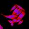 Axin 2 antibody, MAB6078, R&D Systems, Immunofluorescence image 