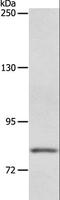 ATP Binding Cassette Subfamily B Member 6 (Langereis Blood Group) antibody, LS-C404402, Lifespan Biosciences, Western Blot image 