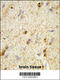 Quinoid Dihydropteridine Reductase antibody, 63-664, ProSci, Immunofluorescence image 