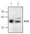 SGK antibody, AP00193PU-N, Origene, Western Blot image 