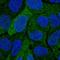 DHEA-ST antibody, HPA041487, Atlas Antibodies, Immunofluorescence image 