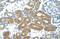 Forkhead Box P2 antibody, orb329742, Biorbyt, Immunohistochemistry paraffin image 