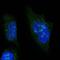Nucleolar Protein 6 antibody, PA5-63202, Invitrogen Antibodies, Immunofluorescence image 