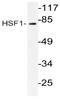 Heat shock factor protein 1 antibody, AP20676PU-N, Origene, Western Blot image 