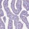 Dynein Axonemal Heavy Chain 11 antibody, NBP2-58536, Novus Biologicals, Immunohistochemistry frozen image 
