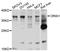 ORAI Calcium Release-Activated Calcium Modulator 1 antibody, LS-B14393, Lifespan Biosciences, Western Blot image 
