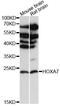 Homeobox A7 antibody, LS-C747961, Lifespan Biosciences, Western Blot image 