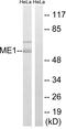 Malic Enzyme 1 antibody, A03449-1, Boster Biological Technology, Western Blot image 