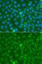 Prg antibody, LS-C748393, Lifespan Biosciences, Immunofluorescence image 