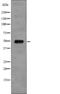ETS-related transcription factor Elf-5 antibody, PA5-64823, Invitrogen Antibodies, Western Blot image 