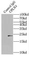 Complexin-4 antibody, FNab01924, FineTest, Immunoprecipitation image 