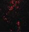 Bifunctional Apoptosis Regulator antibody, PA5-20894, Invitrogen Antibodies, Immunofluorescence image 