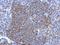 Disabled homolog 1 antibody, NBP2-16095, Novus Biologicals, Immunohistochemistry frozen image 