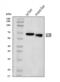 Glucokinase regulatory protein antibody, A02122-2, Boster Biological Technology, Western Blot image 