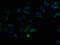 Family With Sequence Similarity 234 Member B antibody, CSB-PA012262LA01HU, Cusabio, Immunofluorescence image 