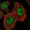 Zinc Finger Protein 449 antibody, HPA018079, Atlas Antibodies, Immunofluorescence image 