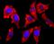 Vesicle Associated Membrane Protein 2 antibody, NBP2-66774, Novus Biologicals, Immunofluorescence image 