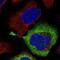 Ribosomal Protein S28 antibody, NBP1-92353, Novus Biologicals, Immunofluorescence image 