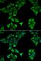 CD177 antigen antibody, orb247491, Biorbyt, Immunofluorescence image 