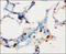 Suppressor Of Cytokine Signaling 1 antibody, 251895, Abbiotec, Immunohistochemistry paraffin image 