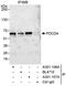 Dug antibody, A301-106A, Bethyl Labs, Immunoprecipitation image 